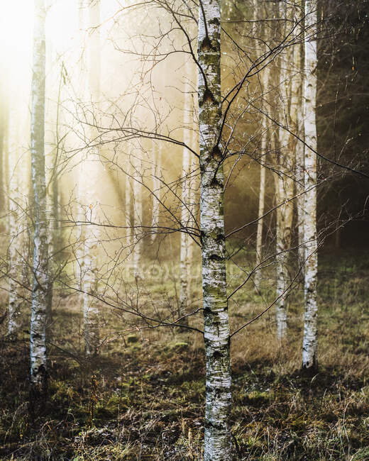 Birch trees under sunshine - foto de stock