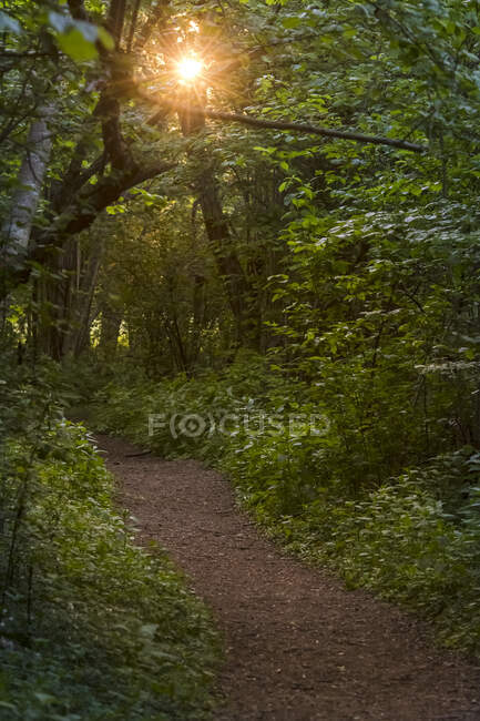 Sol y sendero en el bosque - foto de stock