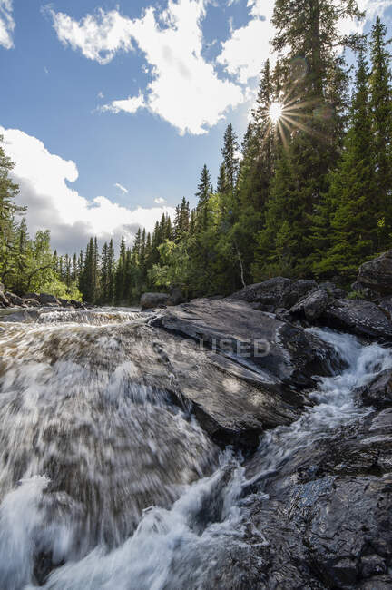Pine trees and waterfall — Photo de stock