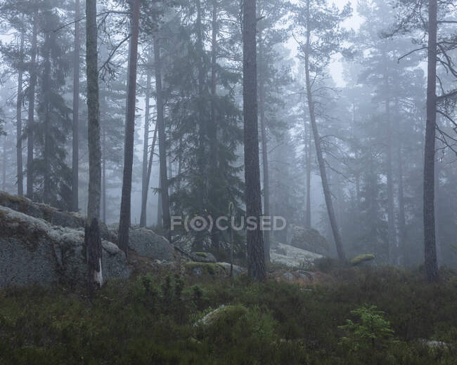 Bosque brumoso en el Parque Nacional de Tiveden, Suecia - foto de stock