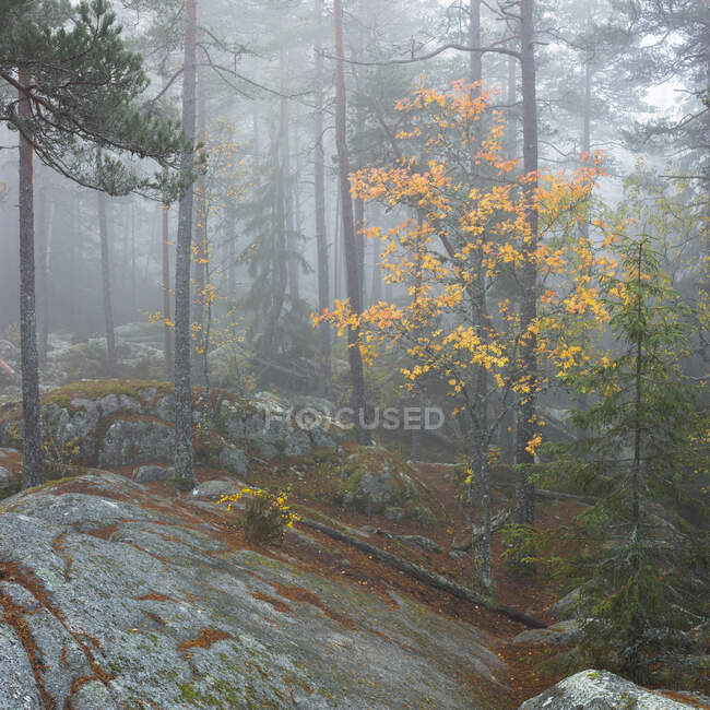 Floresta de outono em rocha no Parque Nacional de Tiveden, Suécia — Fotografia de Stock