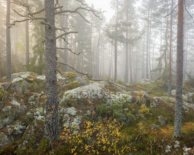 Осенний лес на скале в Национальном парке Тиведен, Швеция — стоковое фото