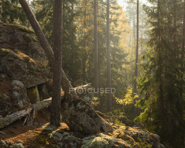 Rocce nella foresta nel Parco Nazionale di Tiveden, Svezia — Foto stock