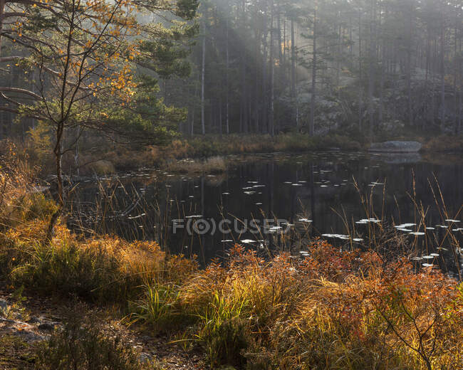 Lagoa na floresta em Tiveden National Park, Suécia — Fotografia de Stock