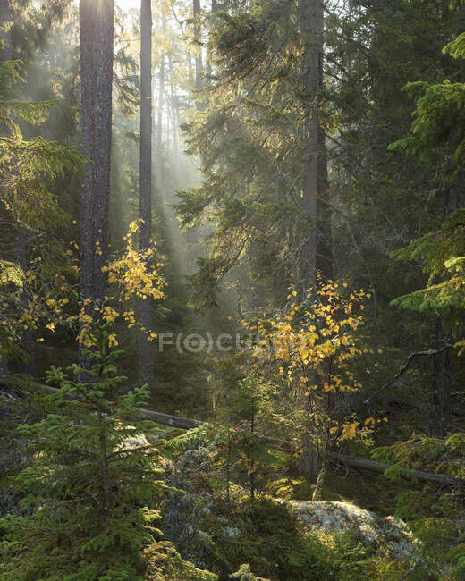 Sunbeams in autumn forest in Tiveden National Park, Sweden — Foto stock