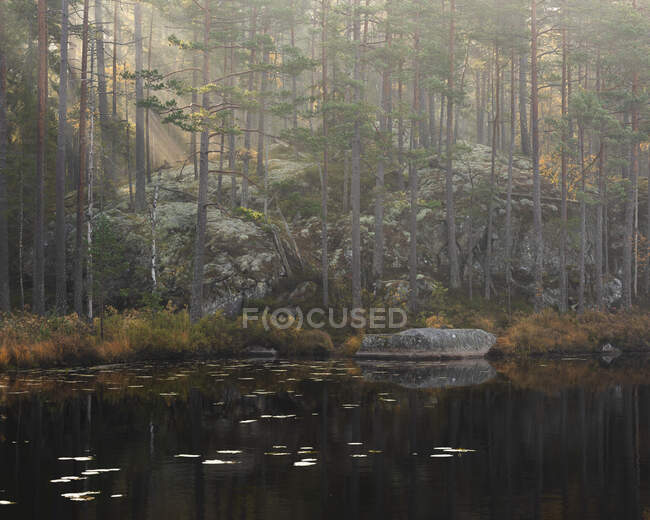 Пруд в лесу в Национальном парке Тиведен, Швеция — стоковое фото