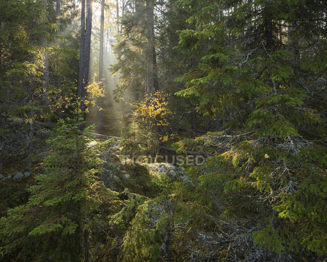 Sunbeams in autumn forest in Tiveden National Park, Sweden — Stockfoto