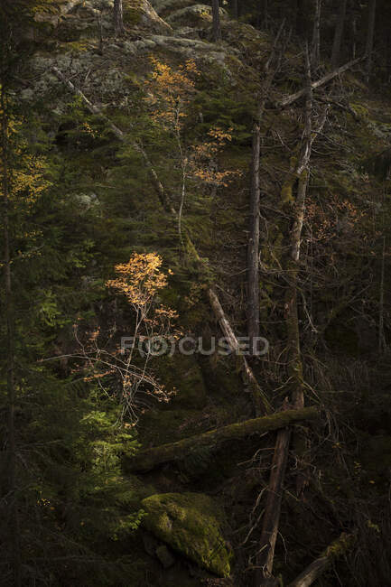 Осенние деревья в лесу в Национальном парке Тиведен, Швеция — стоковое фото
