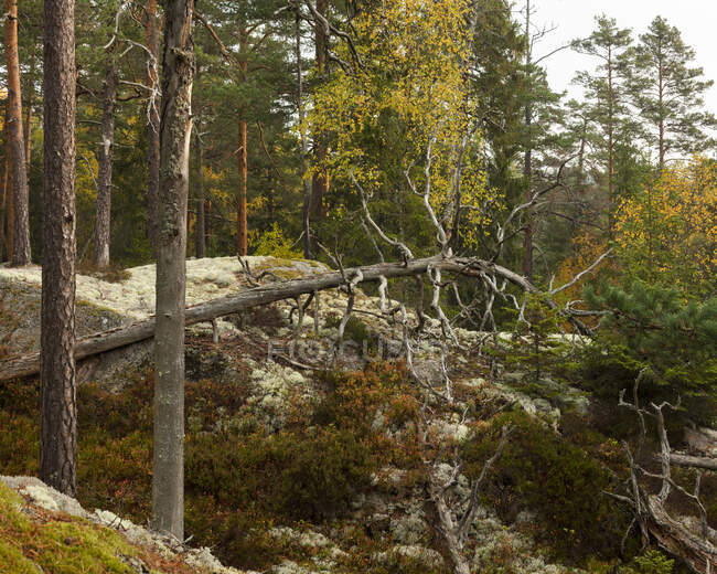 Rochers dans la forêt dans le parc national de Tiveden, Suède — Photo de stock