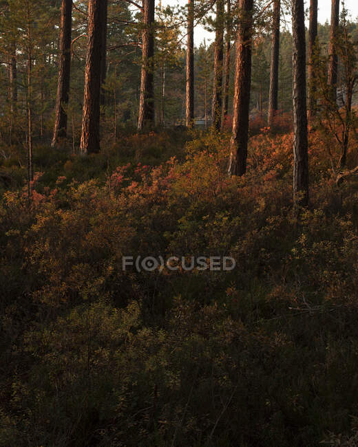 Буши в осеннем лесу в национальном парке Тиведен, Швеция — стоковое фото