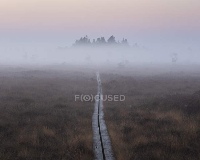 Trees in foggy marsh at sunset in Store Mosse National Park, Sweden — Stockfoto