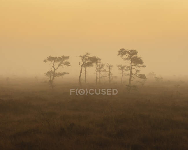 Trees in foggy marsh at sunset in Store Mosse National Park, Sweden — Photo de stock