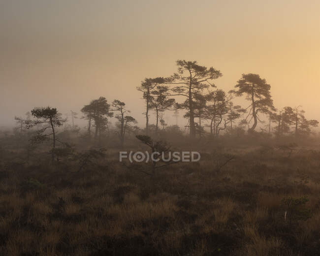 Trees in foggy marsh at sunset in Store Mosse National Park, Sweden — Foto stock