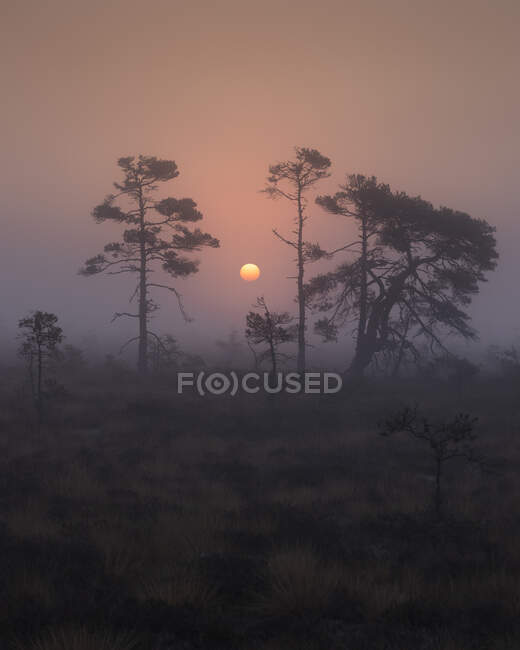 Alberi nella palude nebbiosa al tramonto nel Store Mosse National Park, Svezia — Foto stock