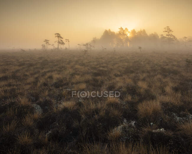 Trees in foggy marsh at sunset in Store Mosse National Park, Sweden - foto de stock
