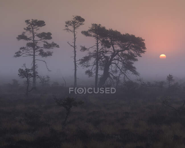Árvores em pântano nebuloso ao pôr do sol em Store Mosse National Park, Suécia — Fotografia de Stock