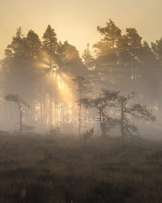 Trees in foggy marsh at sunset in Store Mosse National Park, Sweden — Foto stock