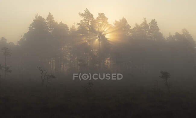 Árboles en el pantano brumoso al atardecer en el Parque Nacional Store Mosse, Suecia - foto de stock