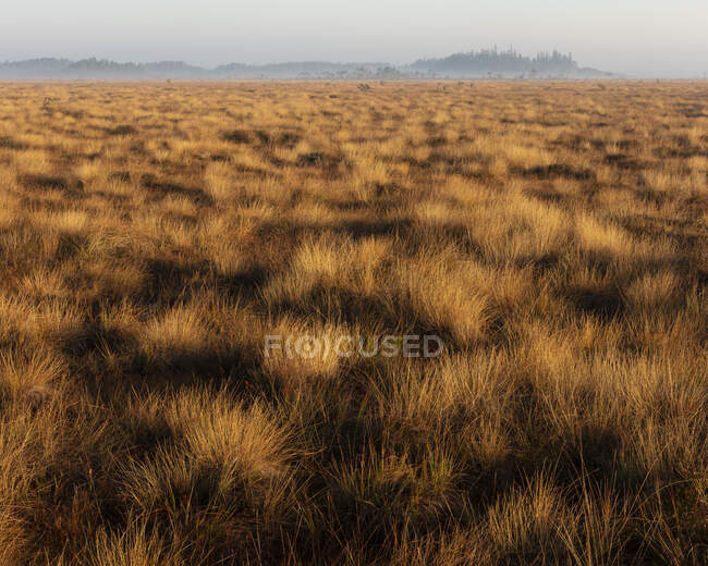 Marsh in Store Mosse National Park, Sweden — Foto stock