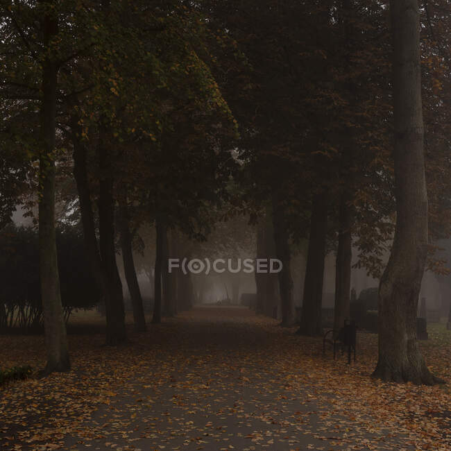 Fußweg zwischen Herbstbäumen im nebligen Park in Malmö, Schweden — Stockfoto