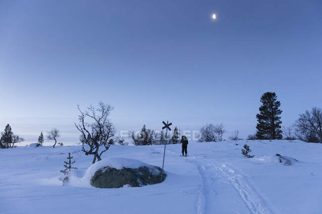 Esquí de fondo de mujer al atardecer en la Reserva Natural Rogen, Suecia - foto de stock