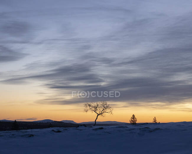 Árvore nua na paisagem coberta de neve na Reserva Natural Rogen, Suécia — Fotografia de Stock