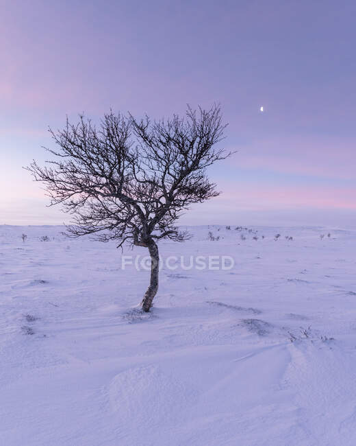 Albero nudo nel paesaggio innevato della Riserva Naturale di Rogen, Svezia — Foto stock
