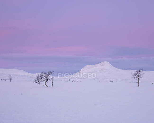 Paisaje cubierto de nieve al atardecer en la Reserva Natural Rogen, Suecia - foto de stock