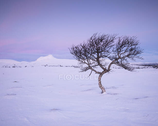 Árbol desnudo en el paisaje cubierto de nieve en la Reserva Natural Rogen, Suecia - foto de stock