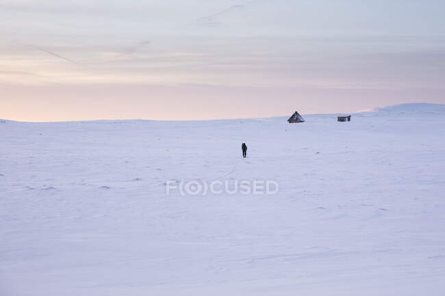 Donna sci di fondo al tramonto nella Riserva Naturale Rogen, Svezia — Foto stock