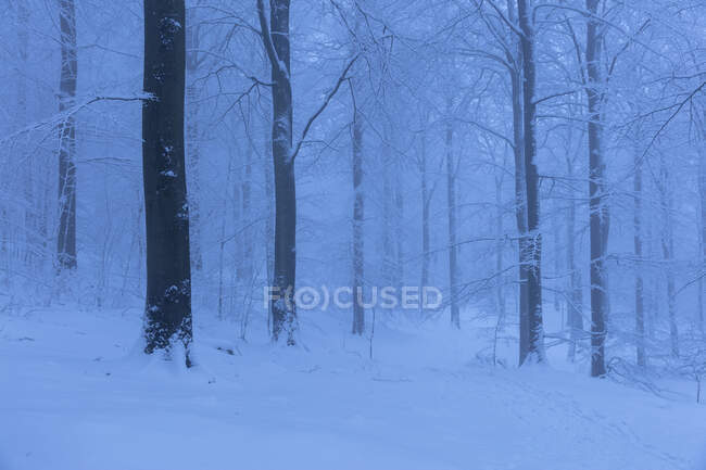 Bosque cubierto de nieve en el Parque Nacional Soderasen, Suecia - foto de stock