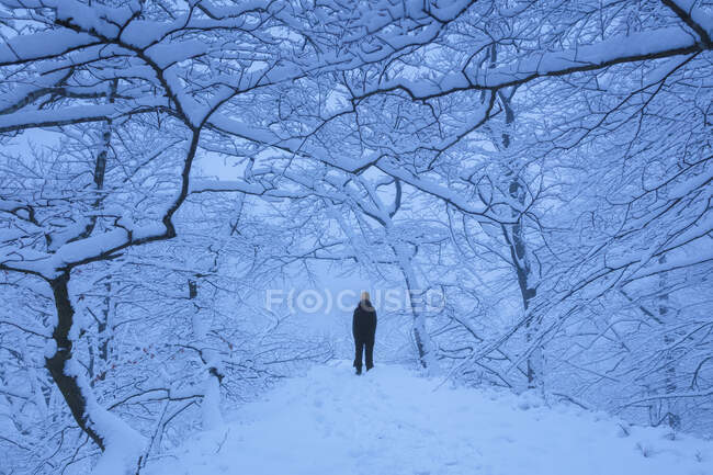 Mulher na floresta coberta de neve no Parque Nacional Soderasen, Suécia — Fotografia de Stock