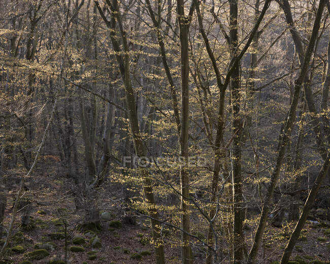Bosque en el Parque Nacional de Stenhuvud, Suecia - foto de stock