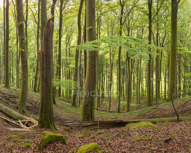 Лес в Osbecks Bokskogar в Швеции — стоковое фото