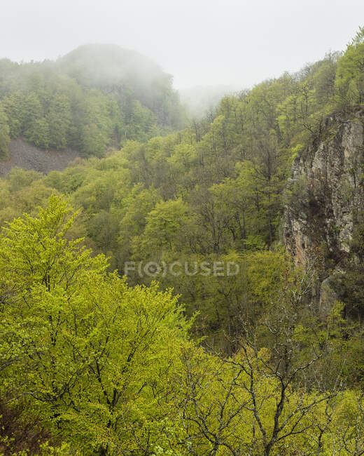 Cliff and forest in Soderasen National Park, Svezia — Foto stock