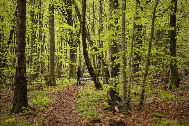 Giovane donna che cammina nella foresta nel Parco Nazionale di Soderasen, Svezia — Foto stock