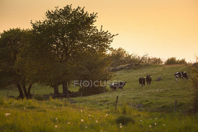 Vaches broutant sur la colline au coucher du soleil — Photo de stock
