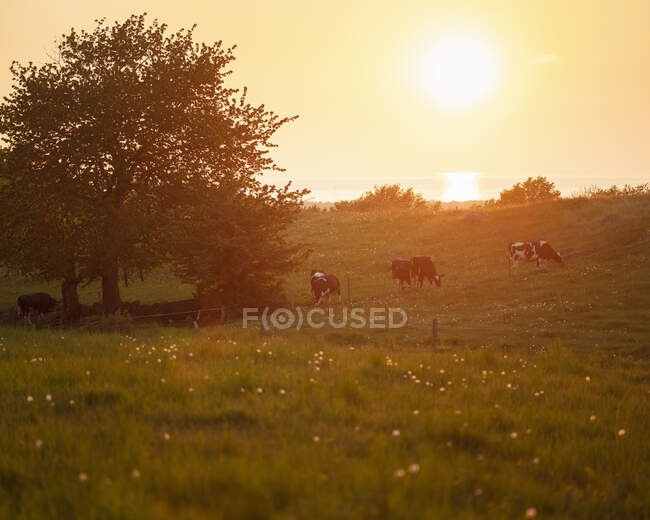 Cows grazing on hill at sunset — Stock Photo