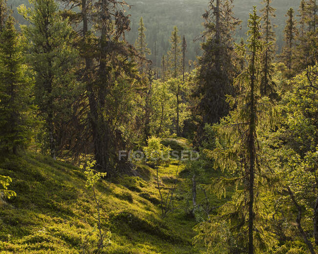 Pinhal na Reserva Natural de Drevfjallen, Suécia — Fotografia de Stock