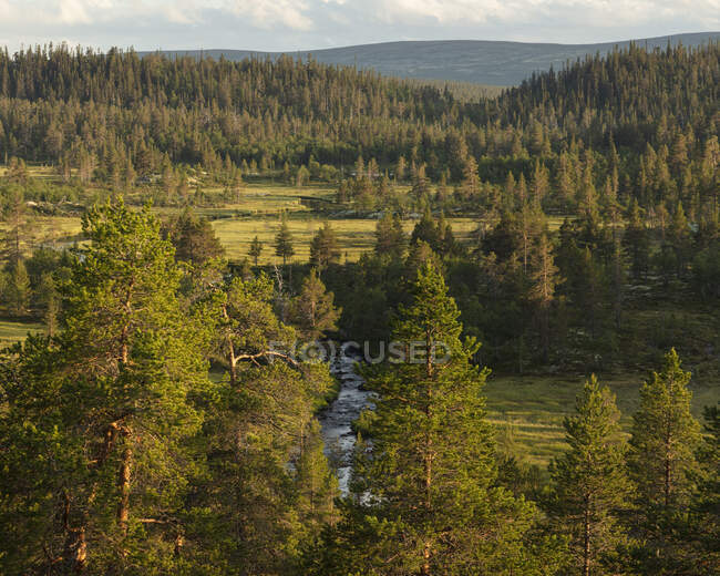 Bosque de pinos en la reserva natural de Drevfjallen, Suecia - foto de stock