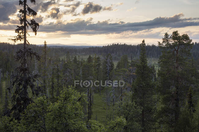 Pinhal na Reserva Natural de Drevfjallen, Suécia — Fotografia de Stock