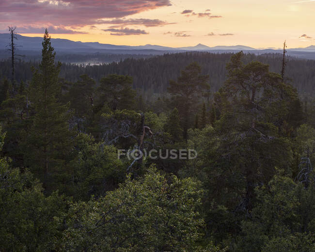 Bosque de pinos en la reserva natural de Drevfjallen, Suecia - foto de stock