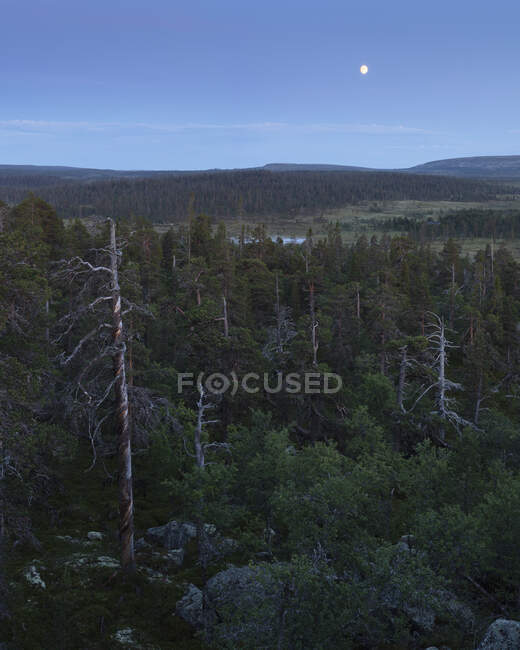 Foresta nella Riserva Naturale di Drevfjallen, Svezia — Foto stock