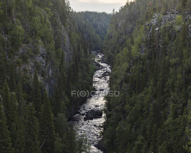 Rivière dans le parc national de Muddus, Suède — Photo de stock