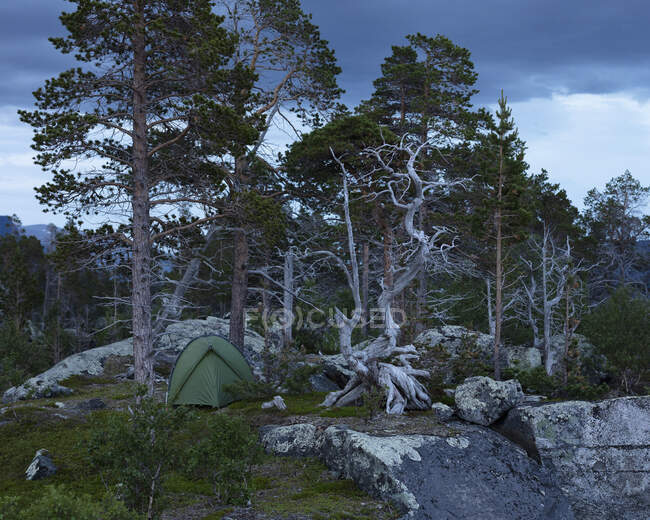 Tenda e floresta em Stora Sjofallet National Park, Suecia — Fotografia de Stock