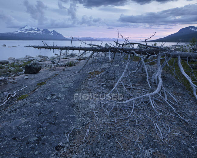 Árvore caída por lago na Lapônia, Suécia — Fotografia de Stock