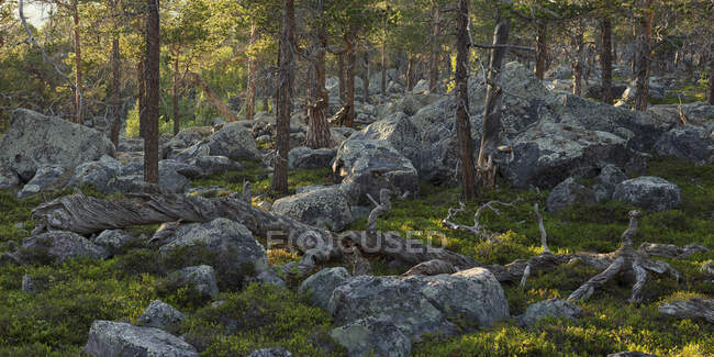 Мальовничий вид на скелі в лісі. — стокове фото
