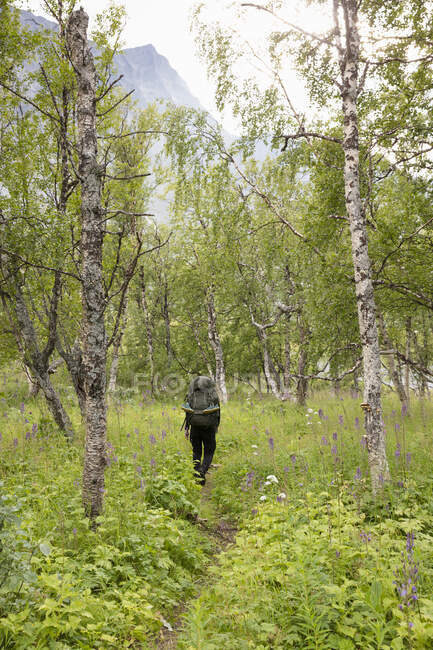 Young woman hiking in forest in Sarek National Park, Sweden — Stock Photo