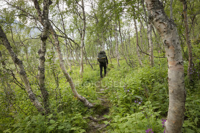 Молода жінка, яка подорожує лісом у Національному парку Сарек (Швеція). — стокове фото