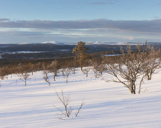 Alberi nudi e neve in montagna — Foto stock